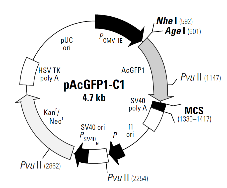 pAcGFP1-C1载体图谱